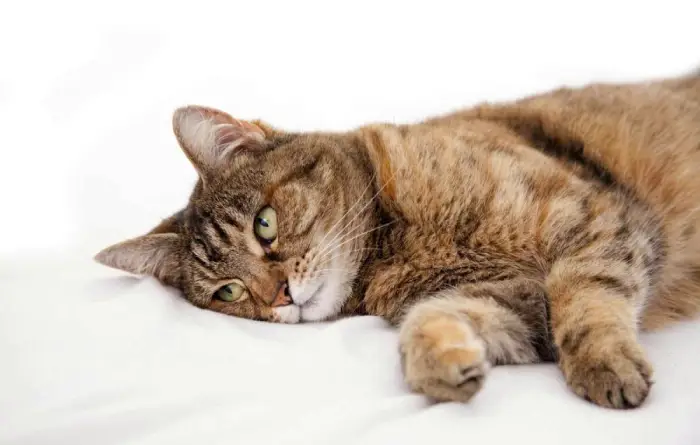 بیماری fip گربه چیست