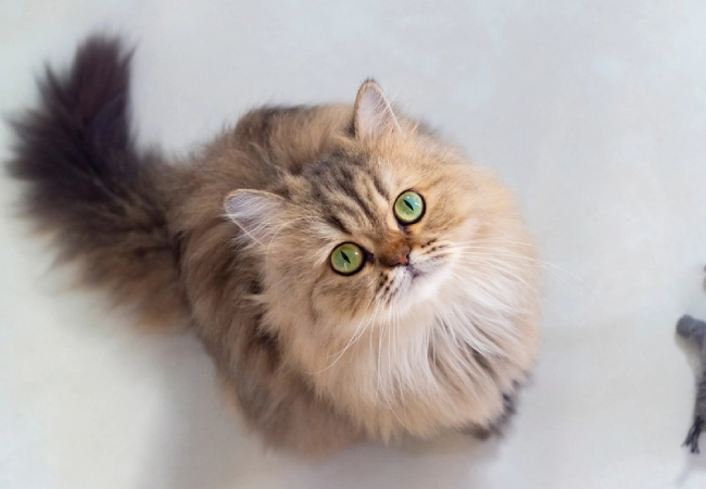 نژاد گربه پرشین