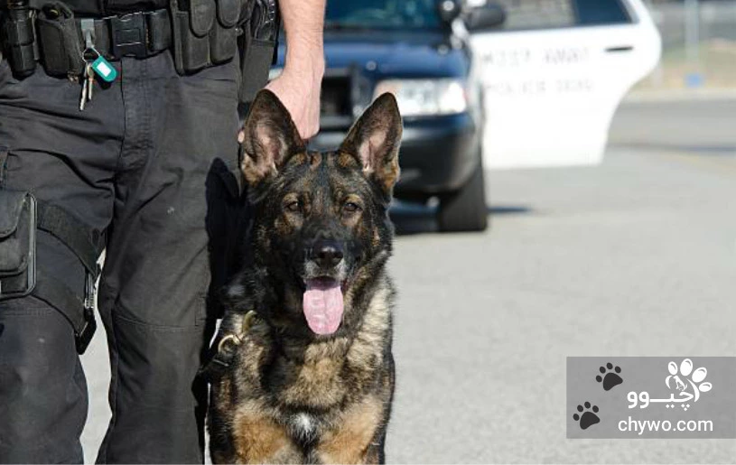 نژاد بیریتیش لاینز