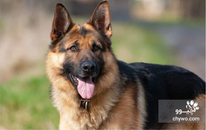 نژاد سوییس شپرد