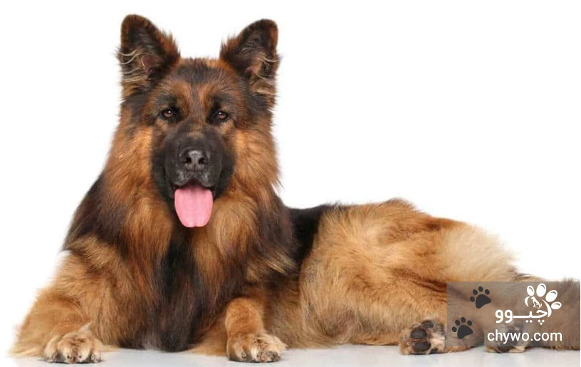 نژاد کینک شپرد