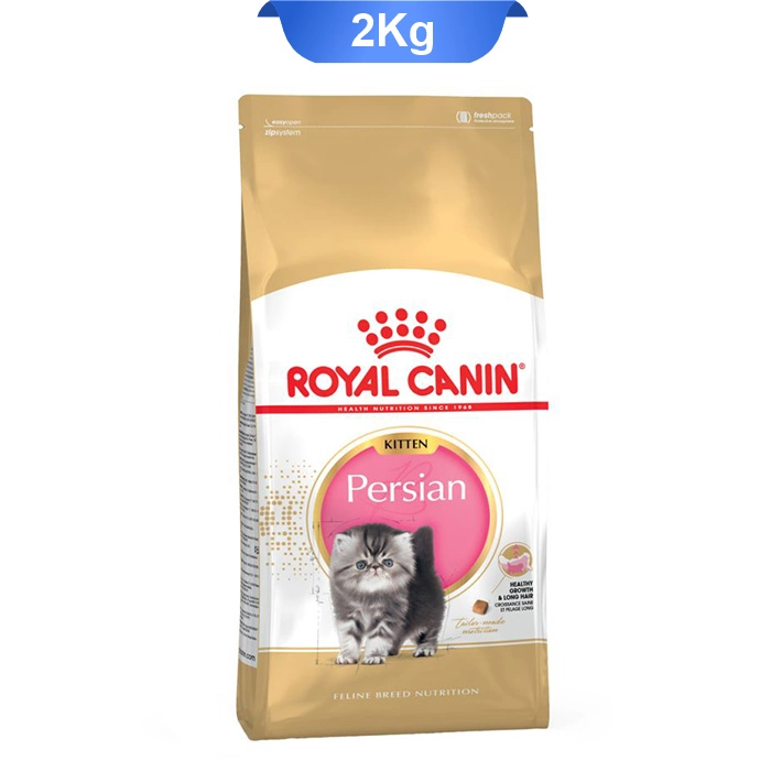 kitten_persian kitten_persian