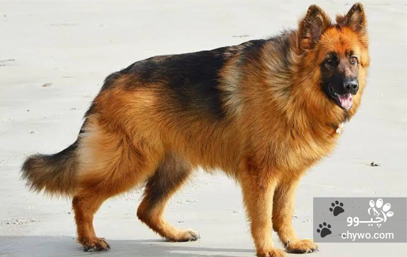 نژاد لانگ هیر