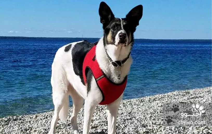 نژاد پاندا شپرد