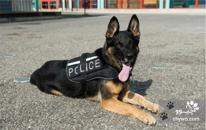 نژاد ژرمن ورکینک لاینز