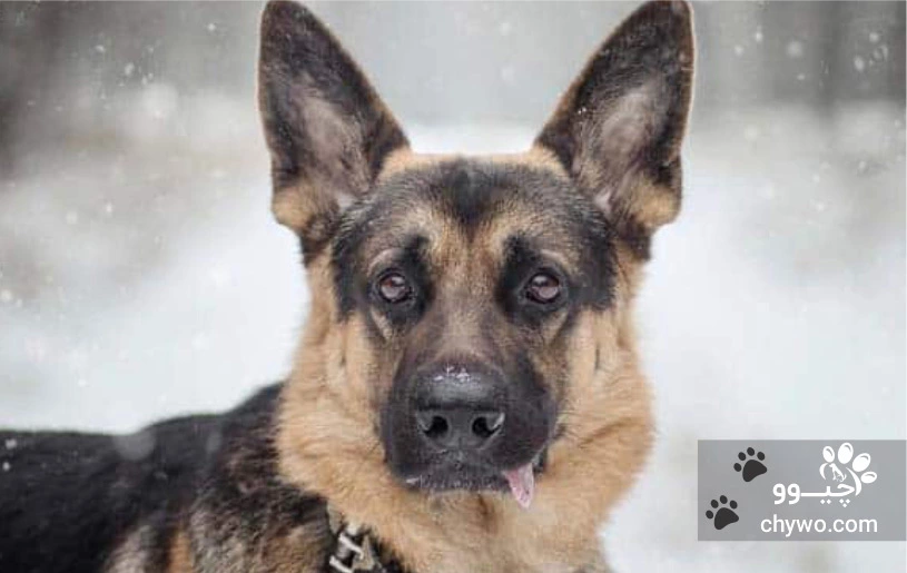 نژاد سارلوس ولفهاند