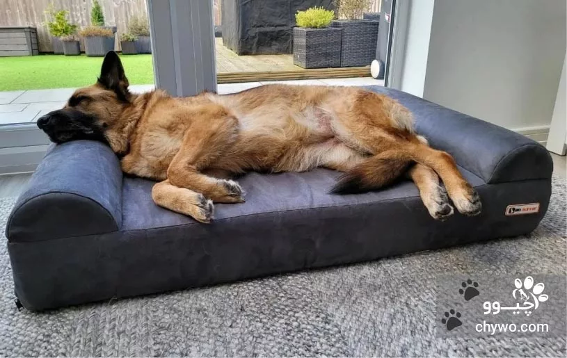 نژاد شیلو شپرد