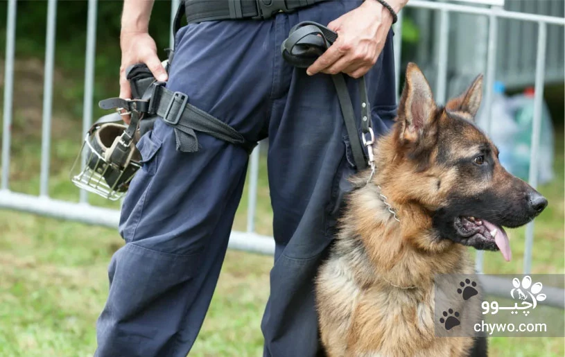 نژاد آمریکن تاندرا شپرد