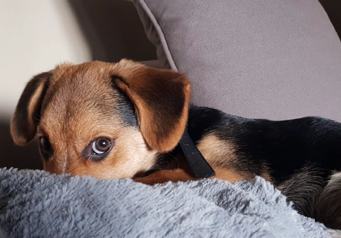 مدفوع خواری سگ و افسردگی و کمبود توجه