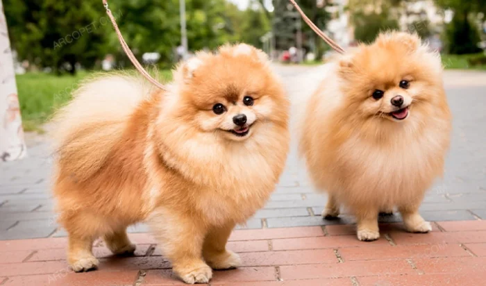 تاریخچه نژاد سگ پامرانین