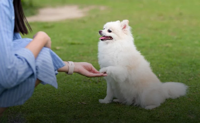 روابط نژاد سگ پامرانین