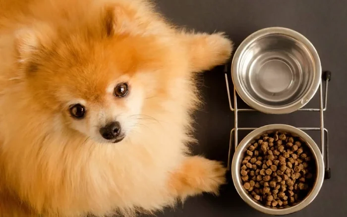 تغذیه نژاد سگ پامرانین