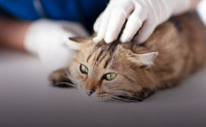 پیشگیری از جرب گوش گربه