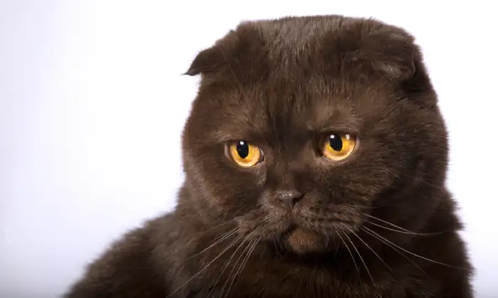 خوشحال كردن گربه