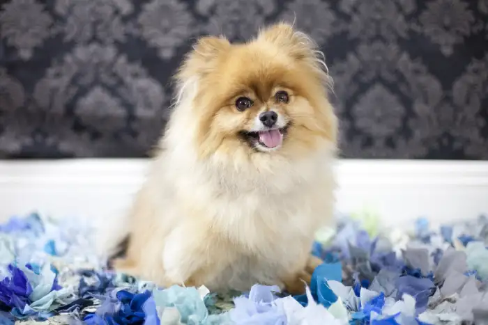 پامرانین خرسی