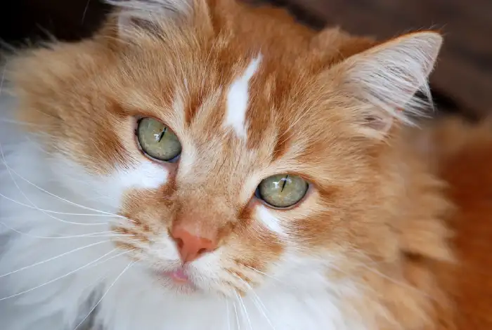 گربه نژاد DLH