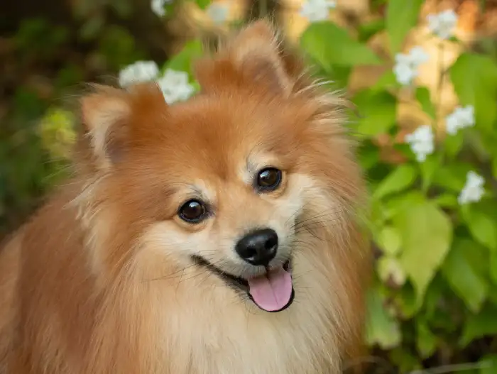 پامرانین روباهی