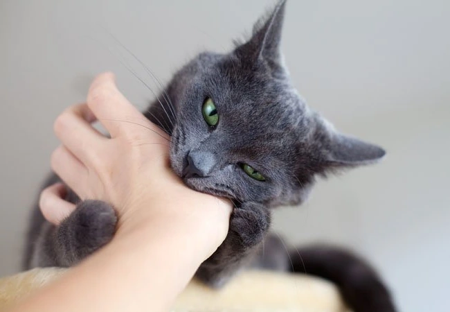 آموزش گاز نگرفتن به گربه