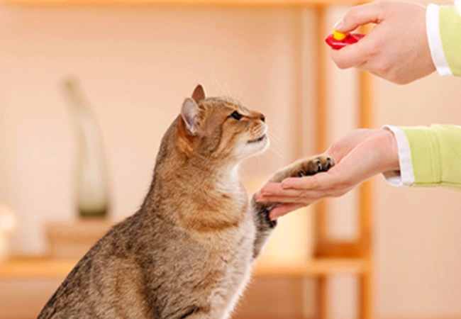 آموزش دست بده به گربه