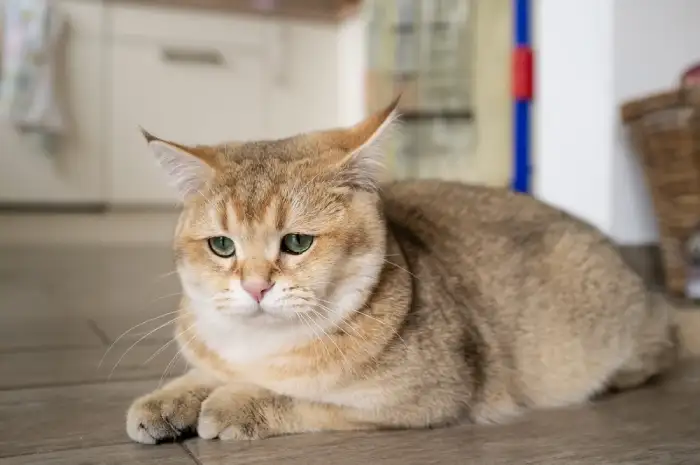 علائم قهر گربه