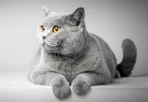 سن بلوغ گربه نر و ماده