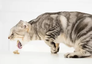 استفراغ گربه