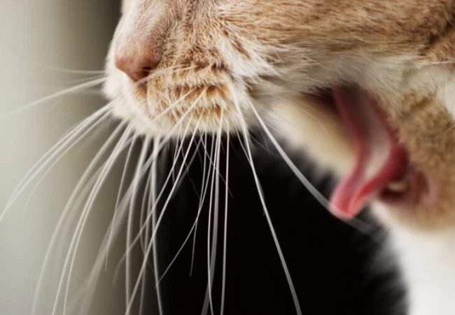 درمان استفراغ گربه