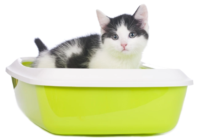 علت اسهال گربه