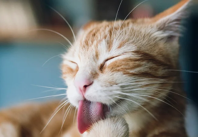 علت استفراغ گربه