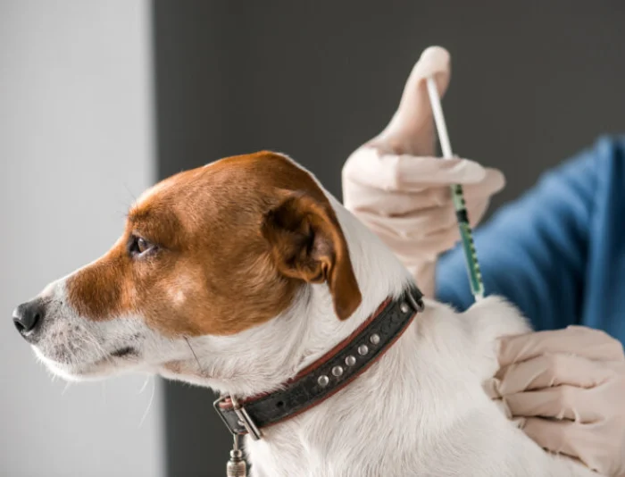 واکسیناسیون سگ