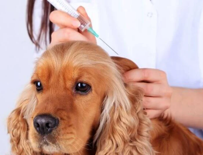 قیمت واکسن سگ