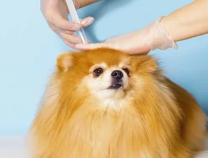 برنامه واکسن سگ