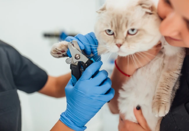 گرفتن ناخن گربه در خانه