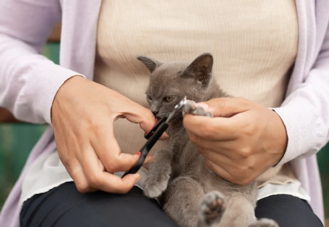 گرفتن ناخن گربه بداخلاق