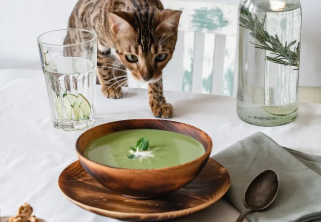 درمان خانگی اسهال گربه