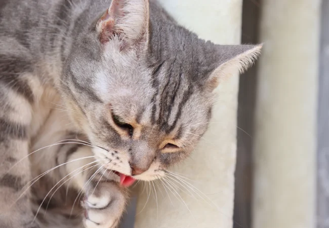 درمان خانگی استفراغ گربه