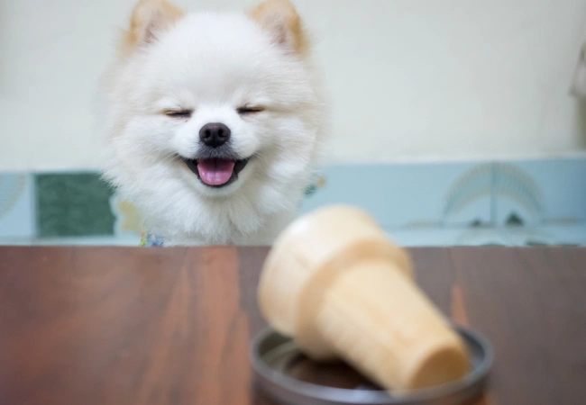 بستنی مخصوص سگ