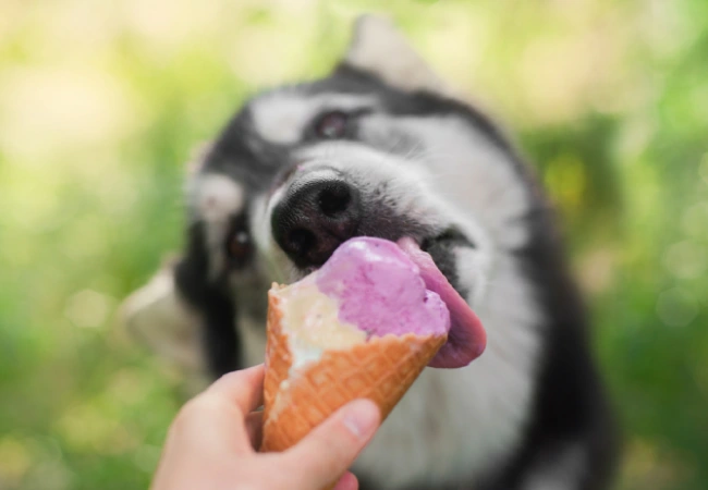 بستنی برای سگ