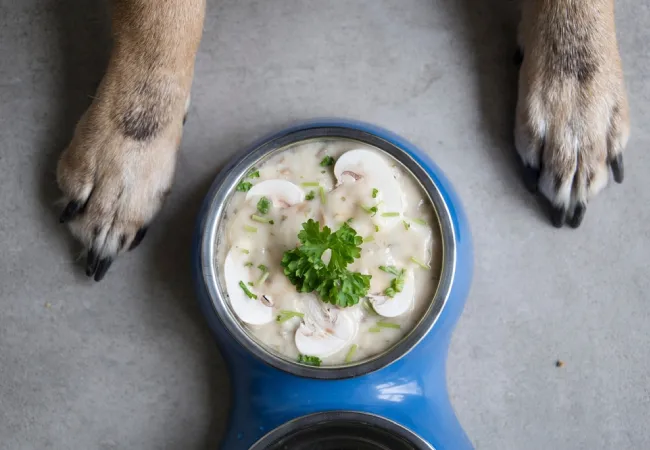 تهیه سوپ برای سگ