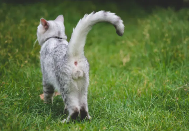 علائم سن بلوغ گربه