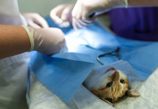 عقیم کردن گربه