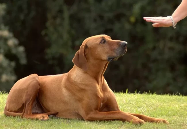 آموزش بشین به سگ