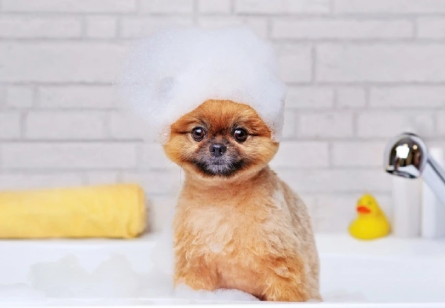 آموزش حمام کردن به سگ