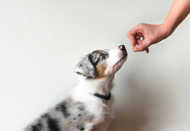 آموزش نخوردن غذا به سگ