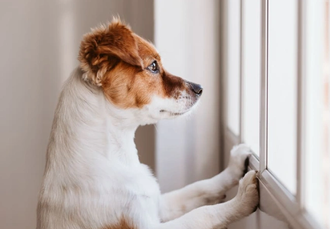 آموزش تنها موندن به سگ