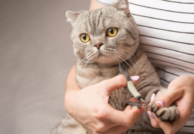 کوتاه کردن ناخن گربه