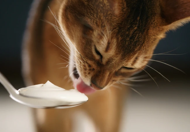 درمان اسهال گربه