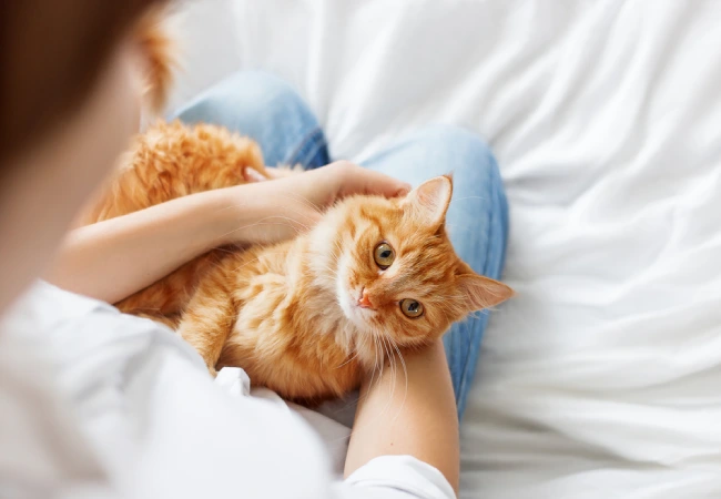 همدردی با گربه