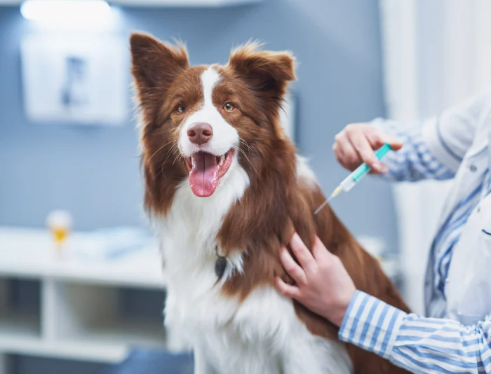 واکسن سگ