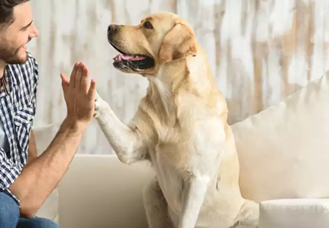 زبان بدن سگ